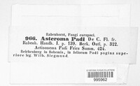 Asteroma padi image